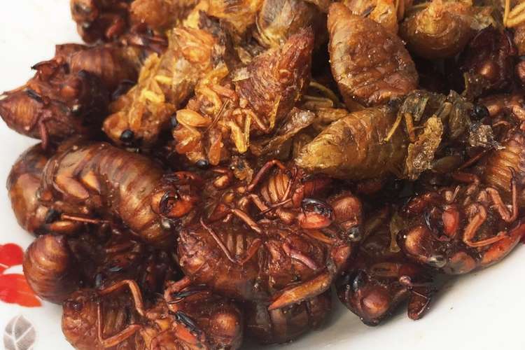 中国山東省伝統料理 セミ蝉の素揚げ レシピ 作り方 By 李梨衣名 クックパッド 簡単おいしいみんなのレシピが364万品