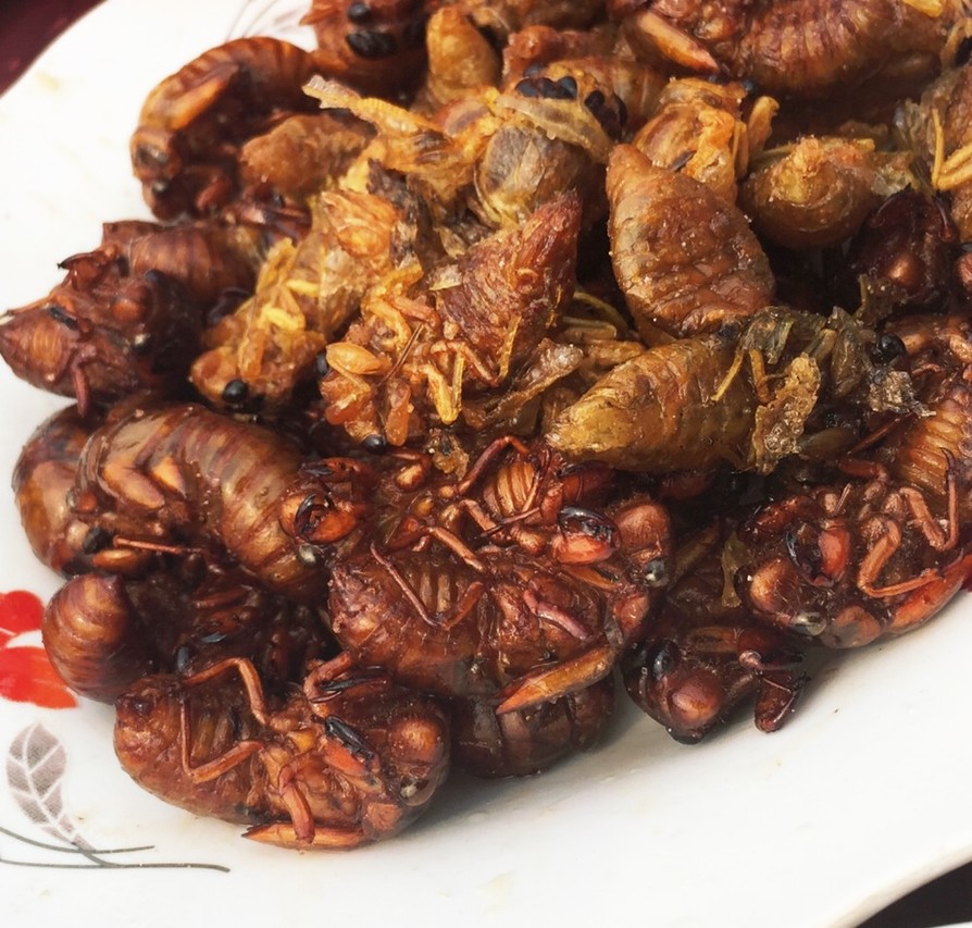 中国山東省伝統料理「セミ蝉の素揚げ」の画像