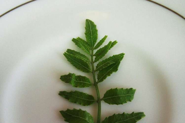 山椒の葉の保存法 冷凍 レシピ 作り方 By パティシエjunko クックパッド 簡単おいしいみんなのレシピが349万品