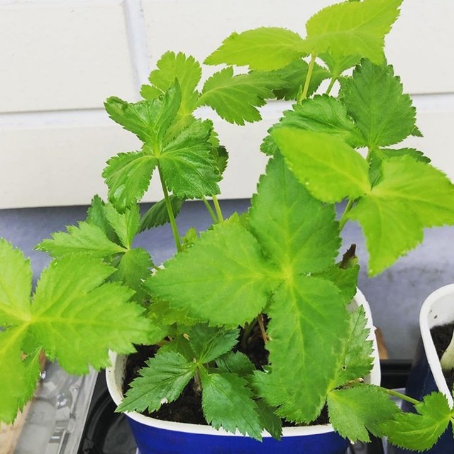 捨てないで育てる 簡単三つ葉栽培 レシピ 作り方 By Mhr2mama クックパッド 簡単おいしいみんなのレシピが361万品