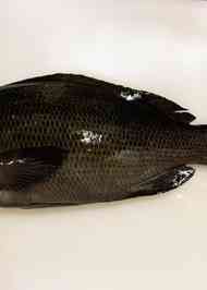 みんなが作ってる グレ 刺身のレシピ クックパッド 簡単おいしいみんなのレシピが367万品