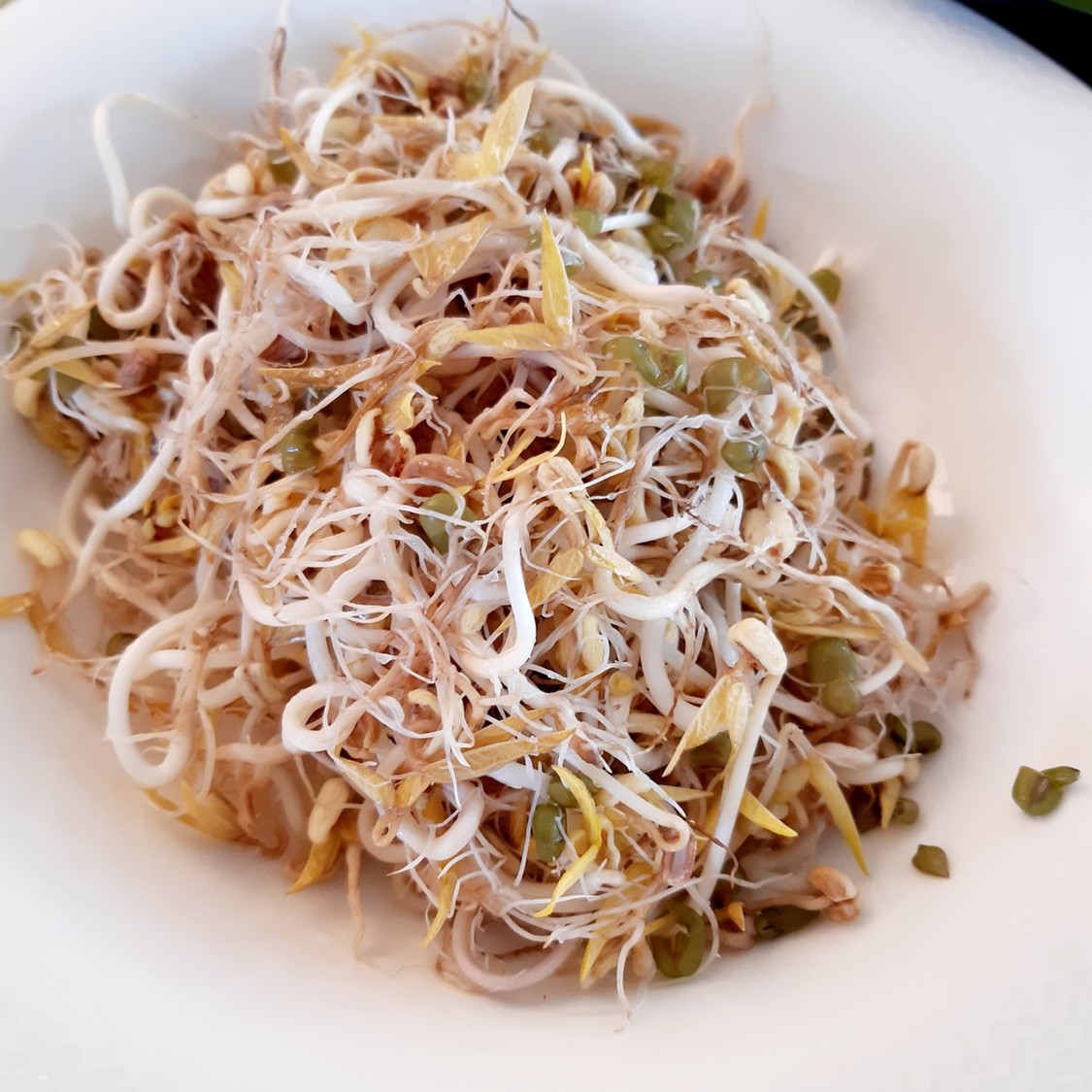 簡単！手作りもやし