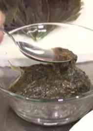 みんなが作ってる 赤しそ 料理のレシピ クックパッド 簡単おいしいみんなのレシピが361万品