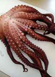 みんなが作ってる たこ 干すのレシピ クックパッド 簡単おいしいみんなのレシピが356万品