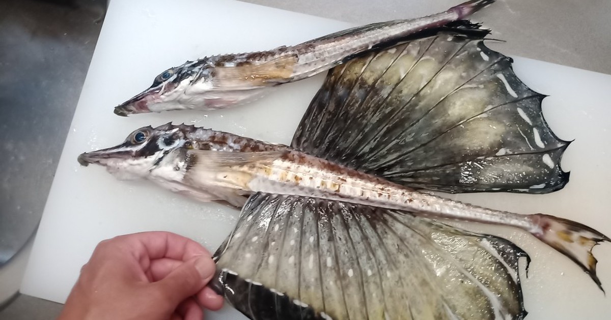 ハッカクのお刺身 トクビレ レシピ 作り方 By さくるど クックパッド 簡単おいしいみんなのレシピが356万品