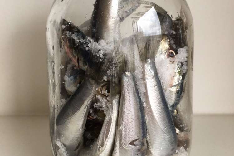 鰯の塩辛 仕込中 レシピ 作り方 By Satoruん クックパッド 簡単おいしいみんなのレシピが360万品