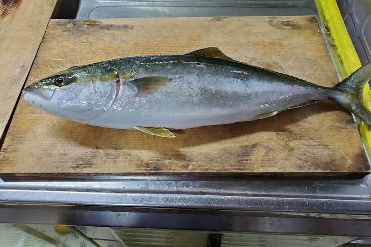 魚のさばき方 レシピ 作り方 By Sawaraちゃん クックパッド 簡単おいしいみんなのレシピが373万品
