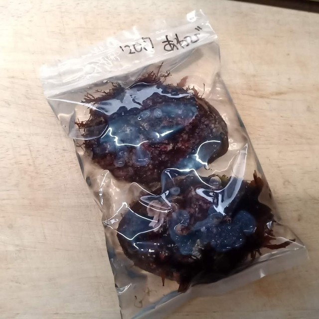 長期保存向け アワビの冷凍保存 レシピ 作り方 By さくるど クックパッド 簡単おいしいみんなのレシピが374万品