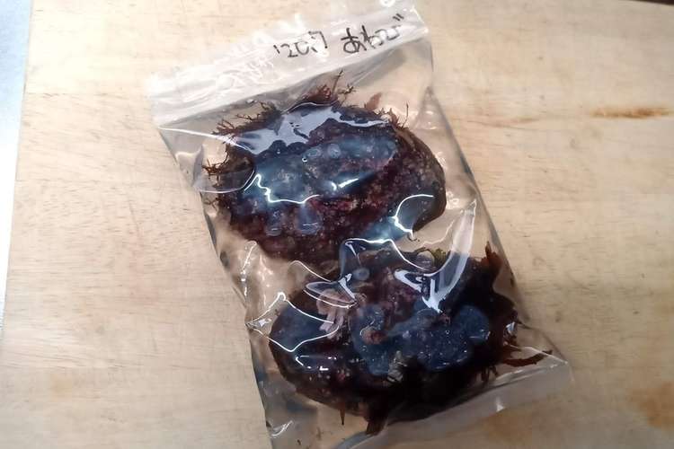 長期保存向け アワビの冷凍保存 レシピ 作り方 By さくるど クックパッド 簡単おいしいみんなのレシピが359万品