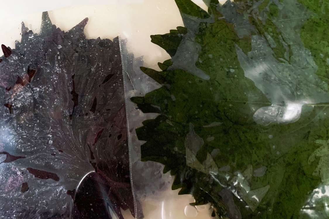 大葉の塩漬け 長期保存可能 赤紫蘇でも可 レシピ 作り方 By ぽーみゅー クックパッド 簡単おいしいみんなのレシピが379万品