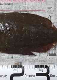 みんなが作ってる ひらめ 5枚おろしのレシピ クックパッド 簡単おいしいみんなのレシピが367万品