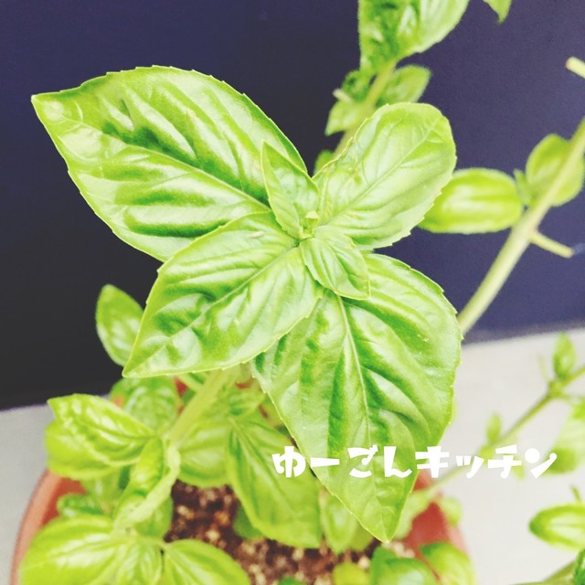 ジェノベーゼ Fpで簡単バジルソース レシピ 作り方 By ゆーごん クックパッド 簡単おいしいみんなのレシピが354万品 ジェノベーゼ Fpで簡単バジルソース レシピ 作り方 By ゆーごん クックパッド 簡単おいしいみんなのレシピが354万品