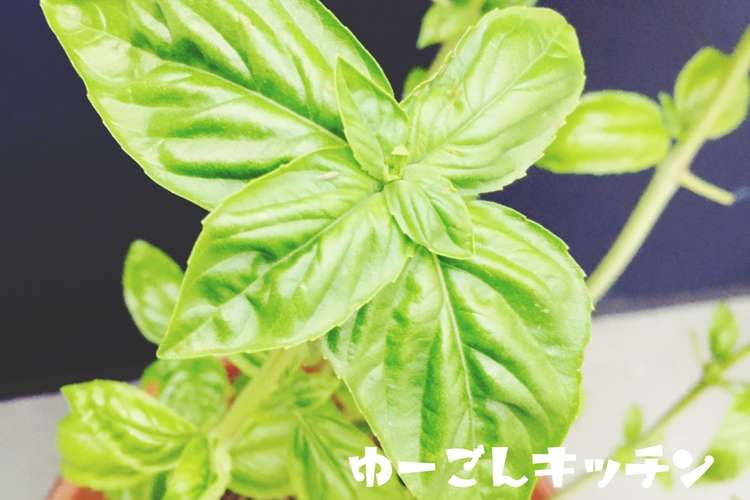 ジェノベーゼ Fpで簡単バジルソース レシピ 作り方 By ゆーごん クックパッド 簡単おいしいみんなのレシピが349万品