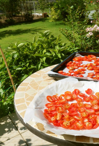 猛暑歓迎　日向でドライトマト