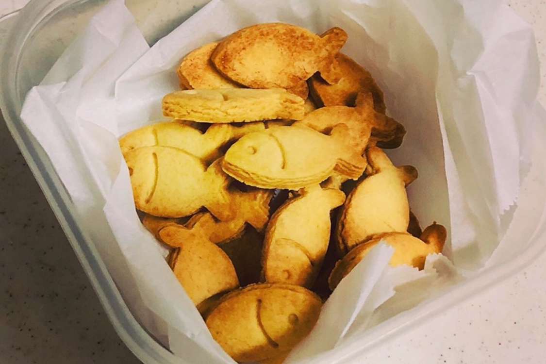 ディスカス ペア おまけ付き