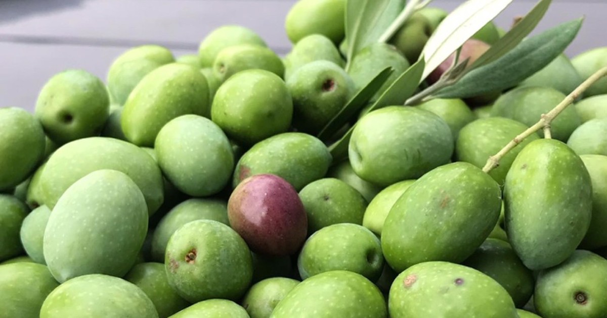 苛性ソーダ使用 自家製オリーブの塩漬け レシピ 作り方 By Sallymikd クックパッド 簡単おいしいみんなのレシピが357万品