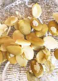 みんなが作ってる かぼちゃの種のレシピ クックパッド 簡単おいしいみんなのレシピが359万品