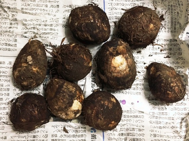 長持ちのコツ 気温別 里芋の保存方法 レシピ 作り方 By Y Scooking クックパッド 簡単おいしいみんなのレシピが360万品