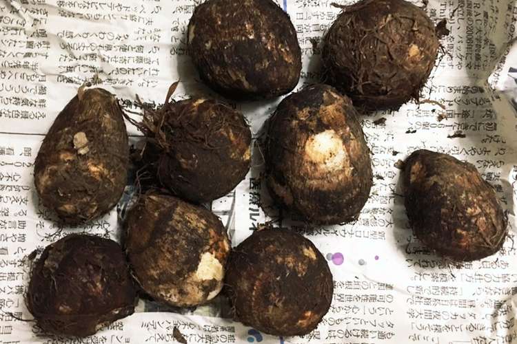長持ちのコツ 気温別 里芋の保存方法 レシピ 作り方 By Y Scooking クックパッド 簡単おいしいみんなのレシピが361万品