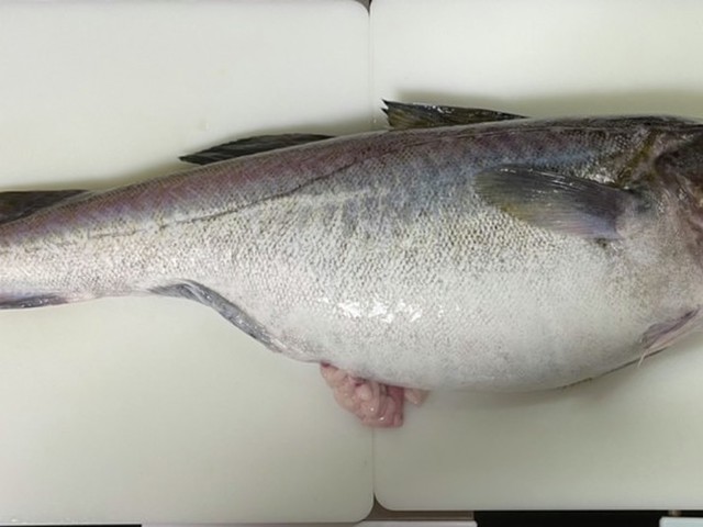 簡易版 タラの捌き方 レシピ 作り方 By ファットマン小川 クックパッド 簡単おいしいみんなのレシピが355万品