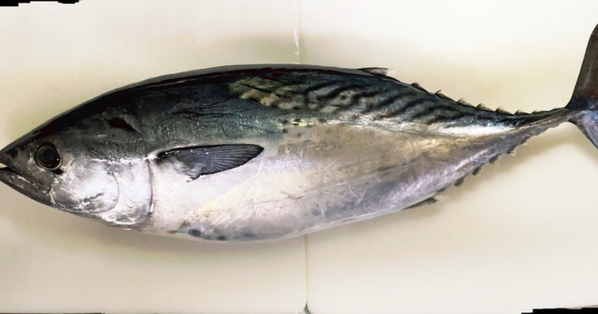 全身トロ スマの捌き方 カツオも同じ レシピ 作り方 By ファットマン小川 クックパッド 簡単おいしいみんなのレシピが361万品