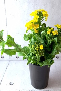 保存のコツ 菜花