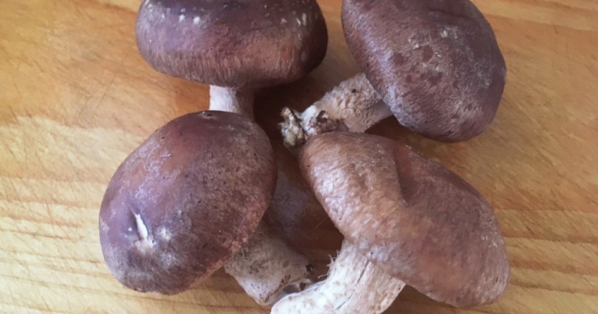 簡単豆知識 まるごとしいたけ冷凍保存法 レシピ 作り方 By Y Scooking クックパッド 簡単おいしいみんなのレシピが365万品