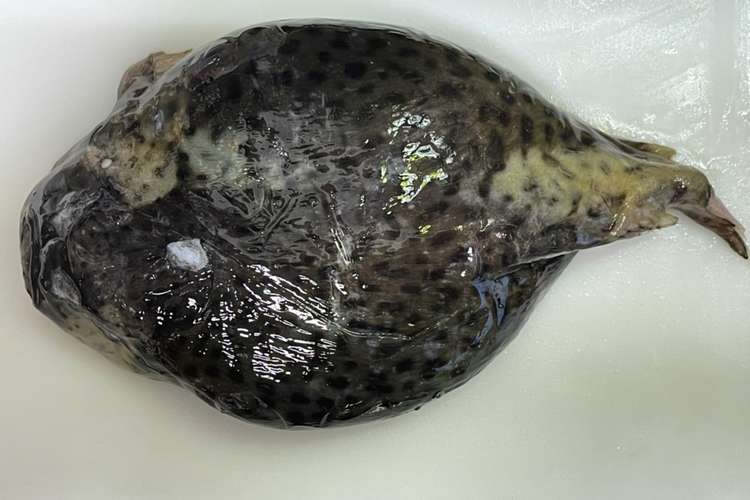 キモイ ホテイウオ ごっこ の捌き方 レシピ 作り方 By ファットマン小川 クックパッド 簡単おいしいみんなのレシピが364万品