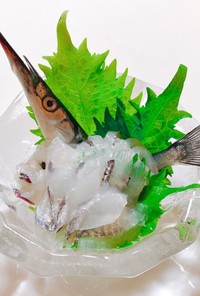 【旬の魚】サヨリの刺身【捌き方】