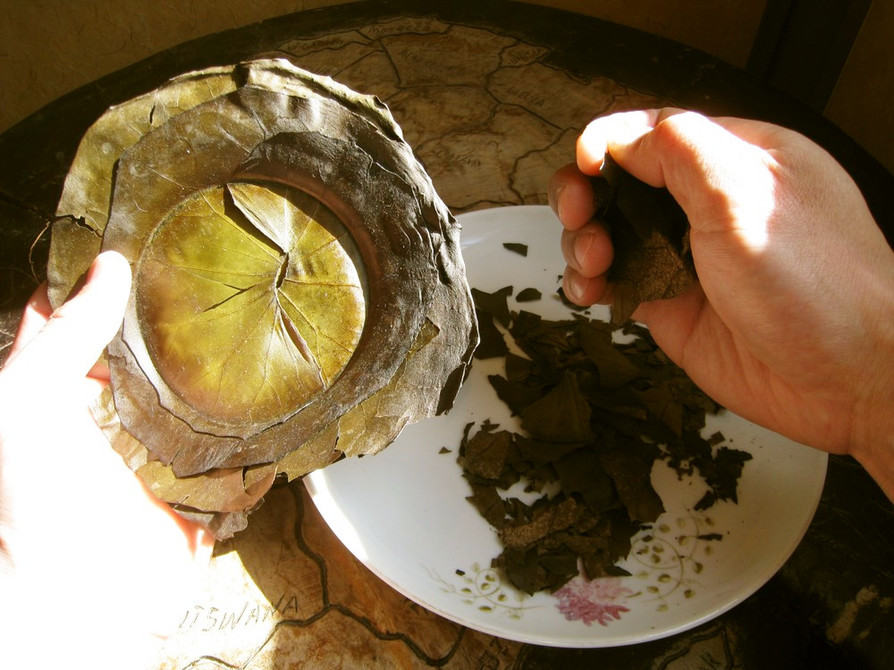 ツワブキの葉茶の画像