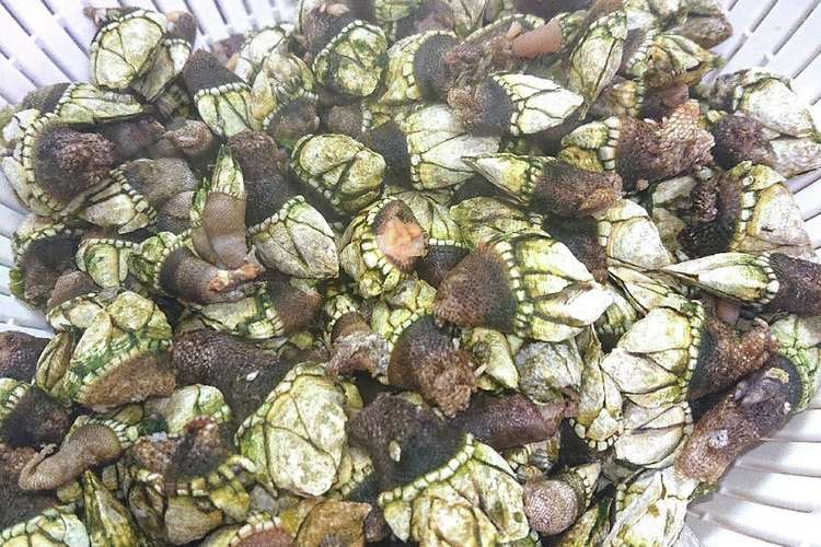 珍しい海の食べ物亀の手の塩茹で 激ウマ レシピ 作り方 By おなかがぺこりん クックパッド 簡単おいしいみんなのレシピが371万品