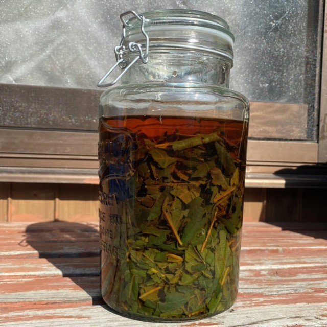 びわの葉エキス 飲み物で割ってもok レシピ 作り方 By わー 山の農女 クックパッド 簡単おいしいみんなのレシピが378万品