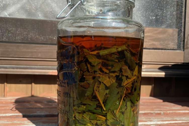 びわの葉エキス 飲み物で割ってもok レシピ 作り方 By わー 山の農女 クックパッド 簡単おいしいみんなのレシピが357万品