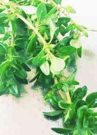 みんなが作ってる タイム ハーブのレシピ クックパッド 簡単おいしいみんなのレシピが351万品