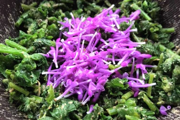 野草 ホトケノザのおひたし 胡麻和え レシピ 作り方 By Qralahきゅらら クックパッド 簡単おいしいみんなのレシピが357万品
