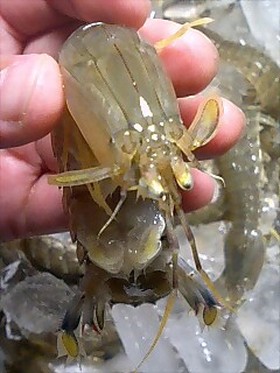 蝦蛄 村民追巴士皇家山封山吳天王 大馬太棒了 News News ニュース