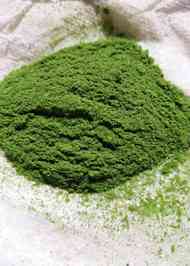 みんなが作ってる 山椒の葉 保存のレシピ クックパッド 簡単おいしいみんなのレシピが358万品