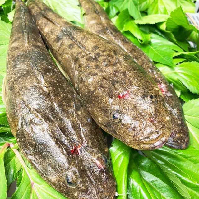 一番簡単で綺麗なマゴチの捌き方 レシピ 作り方 By ふぃっちゅ クックパッド 簡単おいしいみんなのレシピが353万品