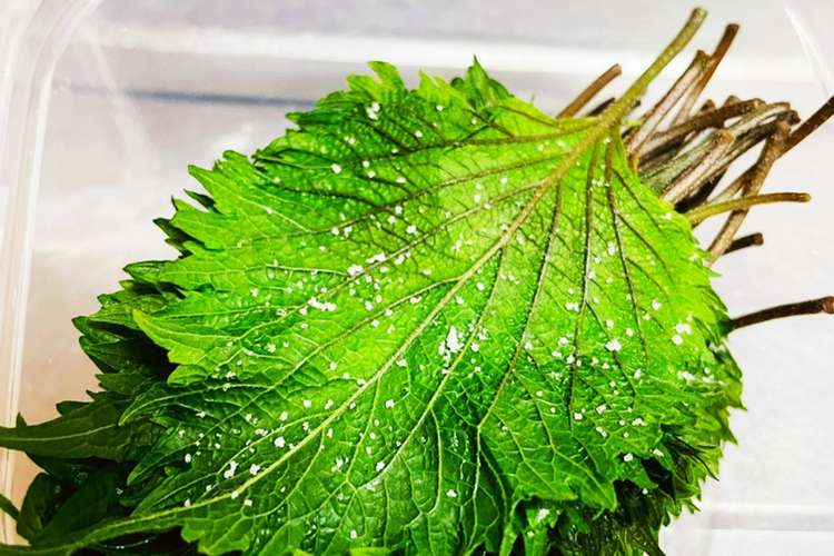 大葉 青紫蘇 塩漬け レシピ 作り方 By ぴんくべりい クックパッド 簡単おいしいみんなのレシピが373万品