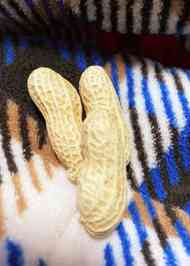 みんなが作ってる 殻付き落花生のレシピ クックパッド 簡単おいしいみんなのレシピが368万品