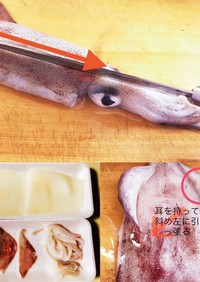 イカの捌き方皮の剥き方ᔦ๑° ꒳ °๑ᔨ
