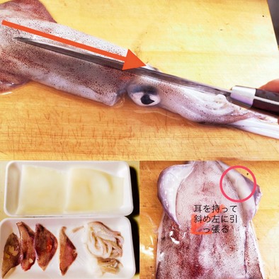 イカの捌き方皮の剥き方ᔦ๑° ꒳ °๑ᔨの写真
