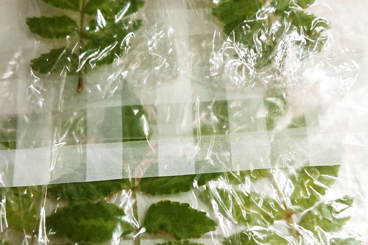 木の芽の冷凍保存 レシピ 作り方 By 元気ばあちゃんミコ クックパッド 簡単おいしいみんなのレシピが360万品
