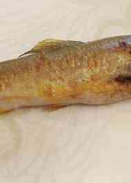 みんなが作ってる あゆ 塩焼き フライパンのレシピ クックパッド 簡単おいしいみんなのレシピが360万品