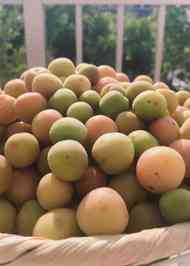 みんなが作ってる 小梅 ジップロックのレシピ クックパッド 簡単おいしいみんなのレシピが358万品