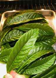 みんなが作ってる びわの葉のレシピ クックパッド 簡単おいしいみんなのレシピが354万品