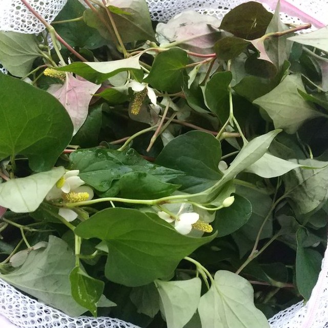 簡単 100均洗濯ネットでドクダミ茶 レシピ 作り方 By くのたカヨシ クックパッド 簡単おいしいみんなのレシピが358万品