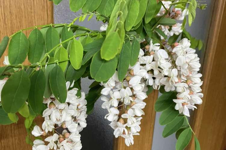 アカシアの花の天ぷら レシピ 作り方 By Happy103 クックパッド 簡単おいしいみんなのレシピが361万品
