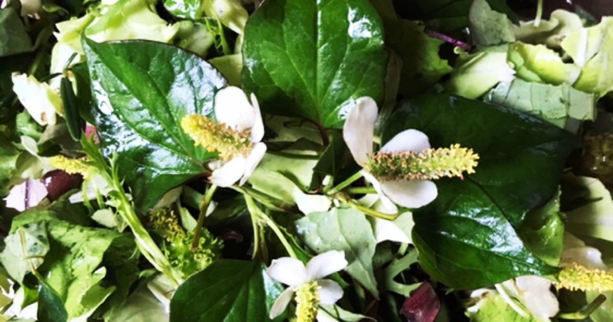 ドクダミの生葉花入り デトックスサラダ レシピ 作り方 By Qralahきゅらら クックパッド 簡単おいしいみんなのレシピが357万品