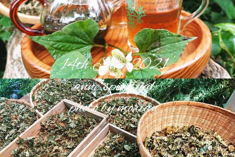 デトックスに おうちでドクダミ茶作ろ レシピ 作り方 By もりあん農園 クックパッド 簡単おいしいみんなのレシピが357万品